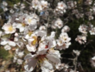 Abeja europea (Apis mellifera) recolectando polen de unos florecientes almendros (Prunus dulcis).