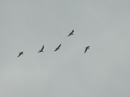 Grupo de gaviotas sobrevolando la playa de la Marquesa.
